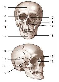 Bones Of The Skull Labelled From Www Free Anatomy Quiz Com
