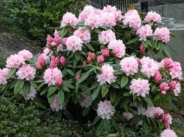 Rhododendron Cheer Pink Blooms With Red Blotch Will Grow Etsy In 2020 Plants Container Plants Season Plants