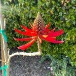 Image result for Priva flabelliformis