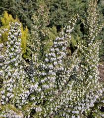 Image result for Erica wildii