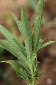 Image result for Basananthe pedata