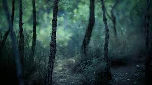 How to make your background not blurry. Hd Wallpaper Forest Darkness Blurry Tree Plant Land Tree Trunk No People Wallpaper Flare