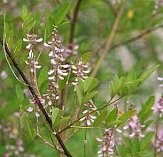 Image result for Indigofera fuscosetosa