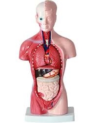 We hope you find your perfect torso model on anatomystuff.co.uk. Amazon Com Qtmy 11 Torso Model Human Body Anatomical Organ Structure Models For School Education Removable Part Industrial Scientific