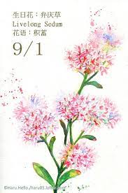 每日一花9 1 生日花 弁 haru hello flower painting flower art flower drawing