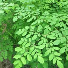 Khasiat pokok moringa tuan hisham hashim mp3 & mp4. Anak Pokok Moringa Kebuna Putrajaya