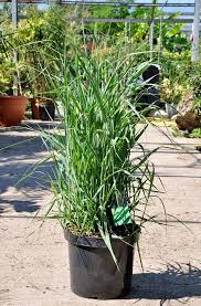 Ruten Hirse Prairie Sky 10 Liter Ziergras Pflanzen Gras