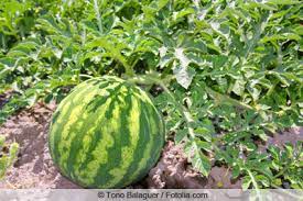 Anbau der charentais melone im eigenen garten: Melonen Anbauen Anleitung Und Beliebte Melonensorten Gartenlexikon De