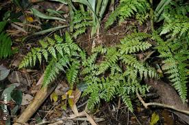 Image result for Asplenium inaequilaterale