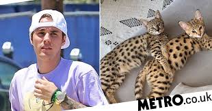 This might give you a better idea of what you are looking for. Justin Bieber Slammed For Splashing Out On Pair Of Exotic Cats Metro News