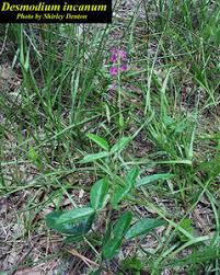 Image result for Desmodium incanum