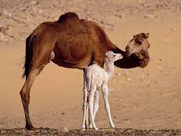 Mom and baby camel | explore ¡carlitos' photos on flickr. Pin On Mother Love