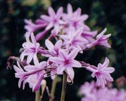 Image result for Tulbaghia alliacea