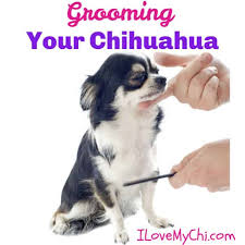 Do not physically restrain your chihuahua while cutting their nails. Grooming Your Chihuahua I Love My Chi