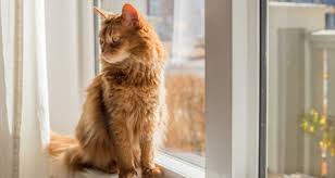 There are lots of shapes, sizes and looks to choose from, from tall, narrow units to wide, low shapes, so it's easy to find a finish and design that will fit right into your home (just remember to attach it to the wall to prevent tipping). 6 Diy Window Perches Your Cat Will Love Petcoach
