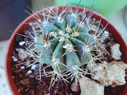 From cute bunnies to aesthetic puppy then down to anime sewers, we handpicked. Cutest Cactus Names On The Plot Funny Pet Names For Cacti