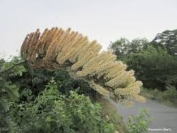 Image result for Hippocratea longipetiolata