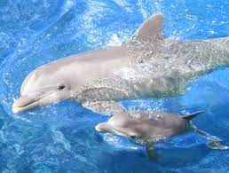 اجمل صور الاسماك على الاطلاق fish colorful baby animals pictures baby dolphins dolphin mammal