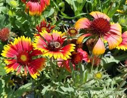 We did not find results for: Butterfly And Pollinator Garden Plants Southeast Kinsey Family Farm
