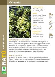 Adoro il profumo inebriante dei fiori di lillà, da sempre usati in profumeria. Osmanto Dichio Vivai Garden