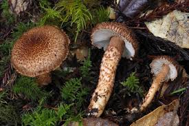 Image result for Inocybe hystrix