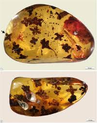 Image result for Metteniusaceae