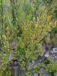 Image result for Mohria vestita