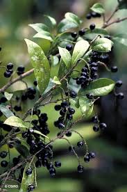 Image result for Antidesma