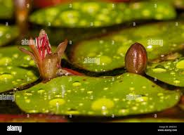 Image result for Brasenia