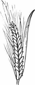Black And White Outline Corn Clipart Image Result For Black And White Wheat Bundle Clipart Wheat Drawing Corn Drawing Wheat Bundle