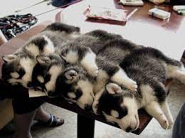 Cute and cuddly chubby amateur 5 min. Pebbles Cute Animals Sleeping Puppies Cute Husky
