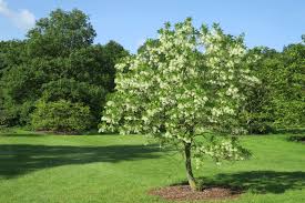 Image result for Chionanthus niloticus