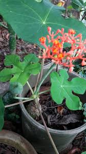 佛肚樹 惠陽獨腳蓮 獨腳蓮 紅花金花果 痛風麻瘋樹 西非麻瘋樹 麻烘娘 珊瑚油桐 藥用部位 以全株或根入藥