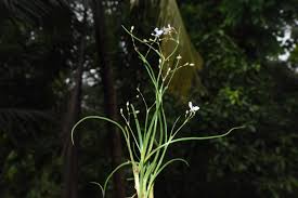 Image result for Murdannia semiteres