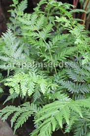 Image result for Todea