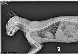 World S Wackiest Animal X Rays Reveal The Things Pets Swallow Veterinary Tech Vet Medicine X Ray