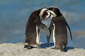 Check out many more amazing african penguin facts.they will live 10 to 27 years in the natural habitat but the captive penguin has a lifespan of 30 years. African Penguin Information For Kids Penguins Boulders Beach