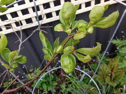 Curling leaves are a really common issue with pilea peperomioides houseplants. Forum Persimmon New Leaf Curl