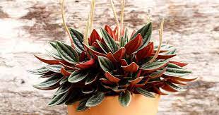 The largest peperomia remain relatively small, so they will never grow into large specimen plants. How To Grow And Care For Peperomia Rosso