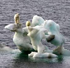 Article 3 Polar Bears Drown As Ice Shelf Melts Endangered Animals Animals Animals Of The World