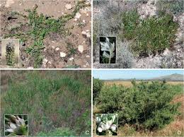 Image result for Otholobium foliosum