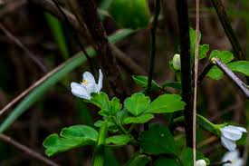 Image result for Turraea floribunda