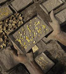 There are many advantages when it comes to growing cannabis from a leave your seeds in a container of water for around an hour. The Last Great Plant Hunt The Story Of The Millennium Seed Bank The Atlantic