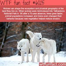 The Wolves Rule In The Ecosystem Wtf Fun Facts Facts About Wolves Wtf Fun Facts Fun Facts
