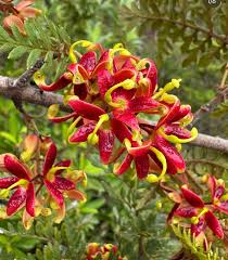 Image result for Vangueria ferruginea