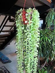 天呀 這不是串錢藤v2 0 思在樹人 痞客邦 plants growing