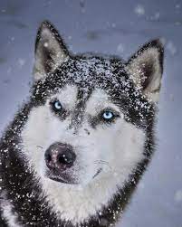 Everything About Bold Siberian Huskies Size Siberianhuskyoninstagram Huskeypuppies Siberianhuskyblack Husky Siberian Husky Wolf Husky