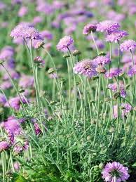 Image result for Scabiosa columbaria
