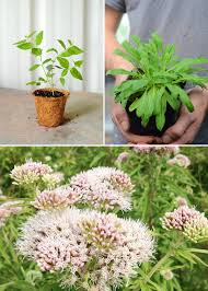 Image result for Valeriana capensis