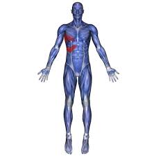 There have even been cases when chronic coughing or sneezing have strained these rib muscles. Pin On Shoulder Pain Research